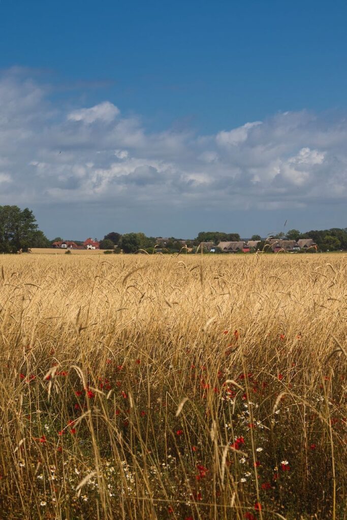 Summer cornfield in Ahrenshoop