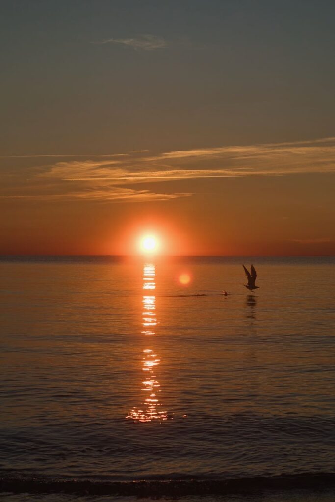 Baltic Sea sunset with a seagull