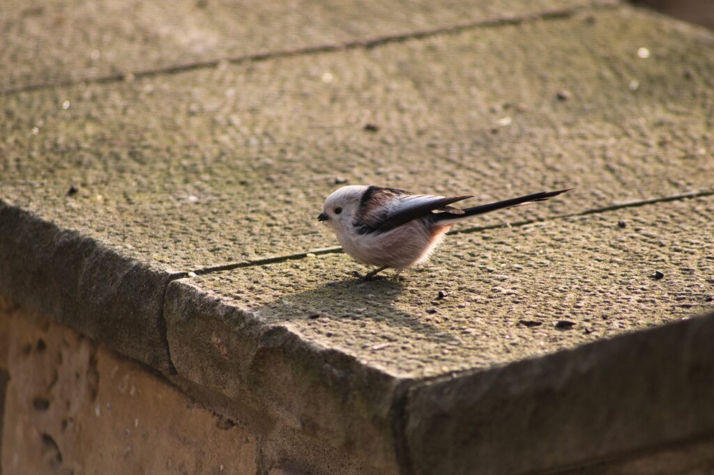 Tailed tit